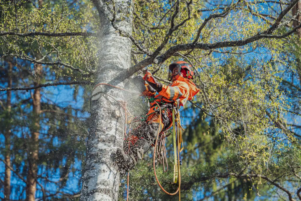 Arboristi puunkaato puunhoito viherpalvelu fraise