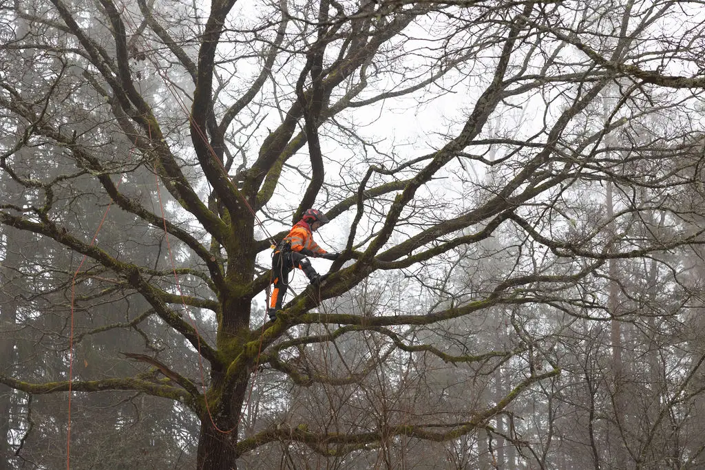 Arboristi puunkaato puunhoito viherpalvelu fraise
