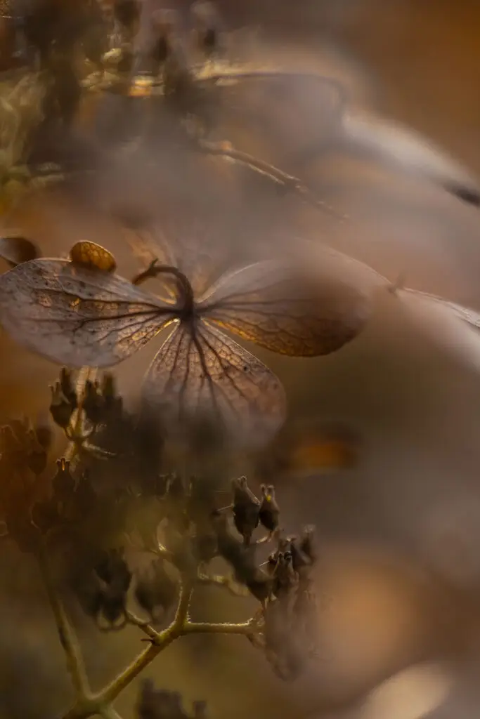kukkaistutus viherpalvelu fraise pihanhoito