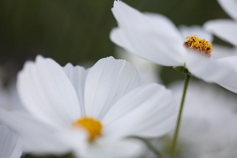 valkoinen kukka pihanhoito viherpalvelu fraise JenniRoth