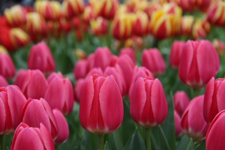 tulips, keukenhof, lisse, netherlands, keukenhof, keukenhof, keukenhof, netherlands, netherlands, netherlands, netherlands, netherlands