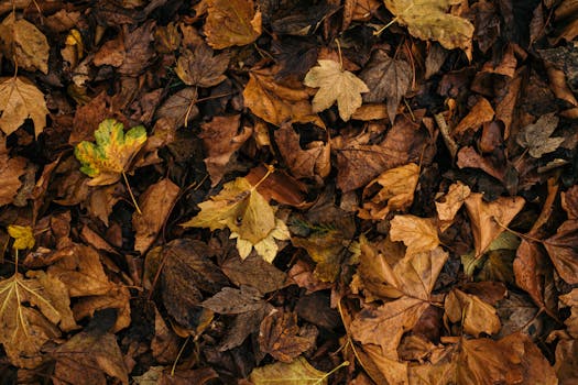 A rich tapestry of colorful fallen leaves symbolizing nature's transition during autumn.