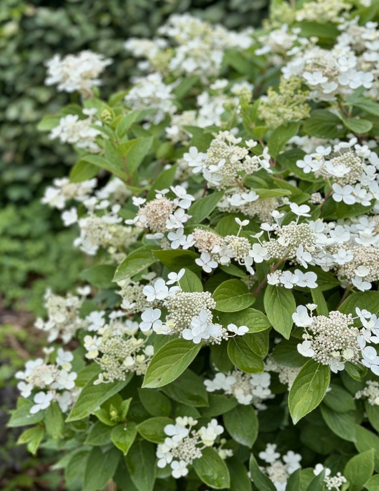 Nauti-pihastasi-viherpalvelu-Fraise