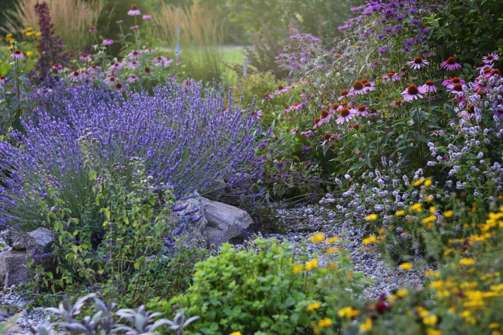 Colorful summer garden with lavender, coneflowers, and diverse floral blooms.